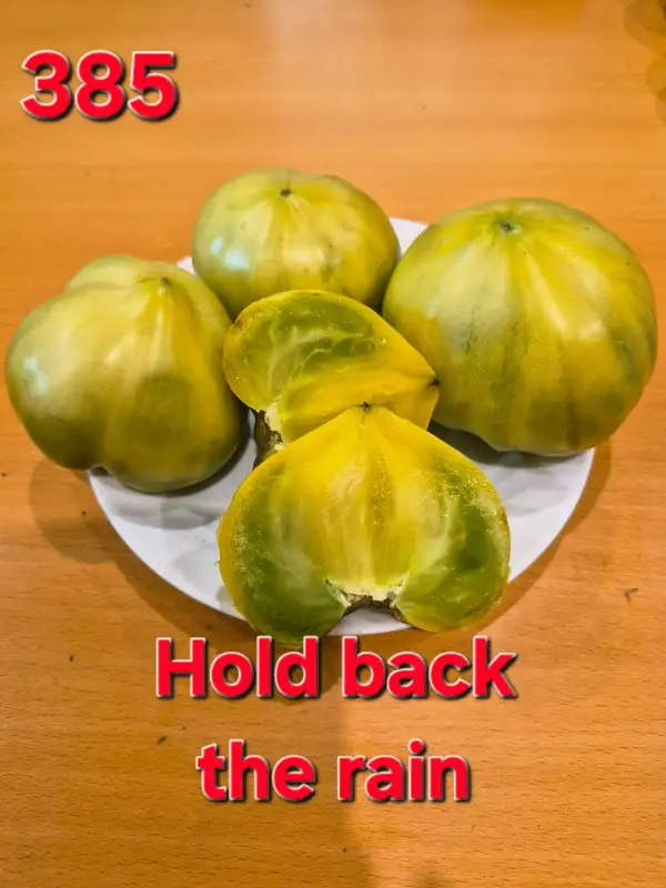 Tomaten: Hold back the rain