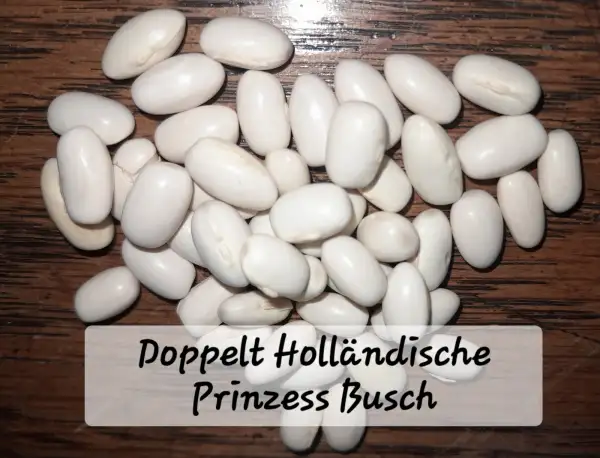 Bohnen: Holländische Prinzess