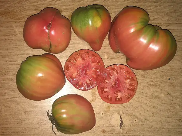 Tomaten: Holy Myrrh Bearer