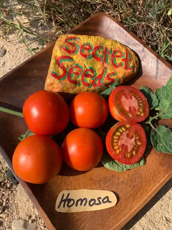 Tomaten: Homosa