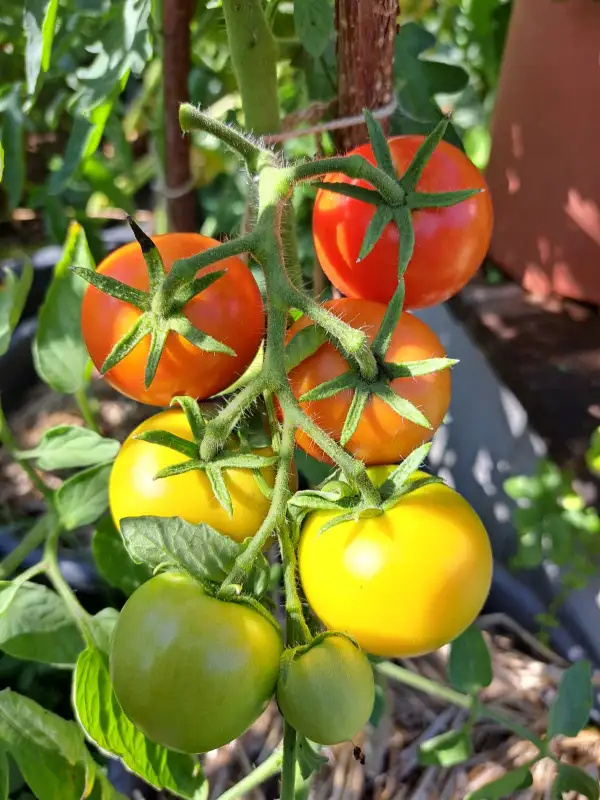 Tomaten: Homosa 2025