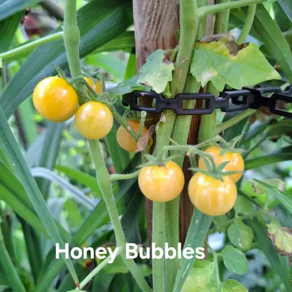 Tomaten: Honey Bubbles