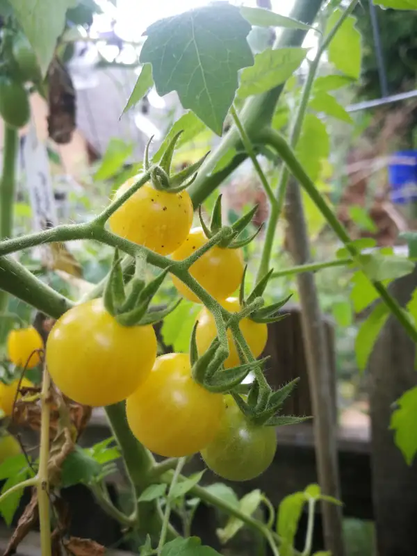 Tomaten: Honey Bubbles