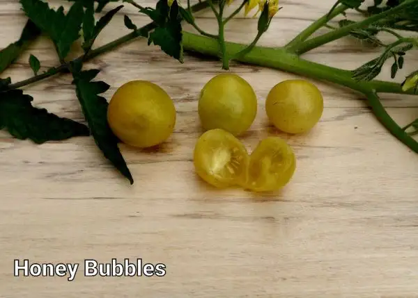 Tomaten: Honey Bubbles