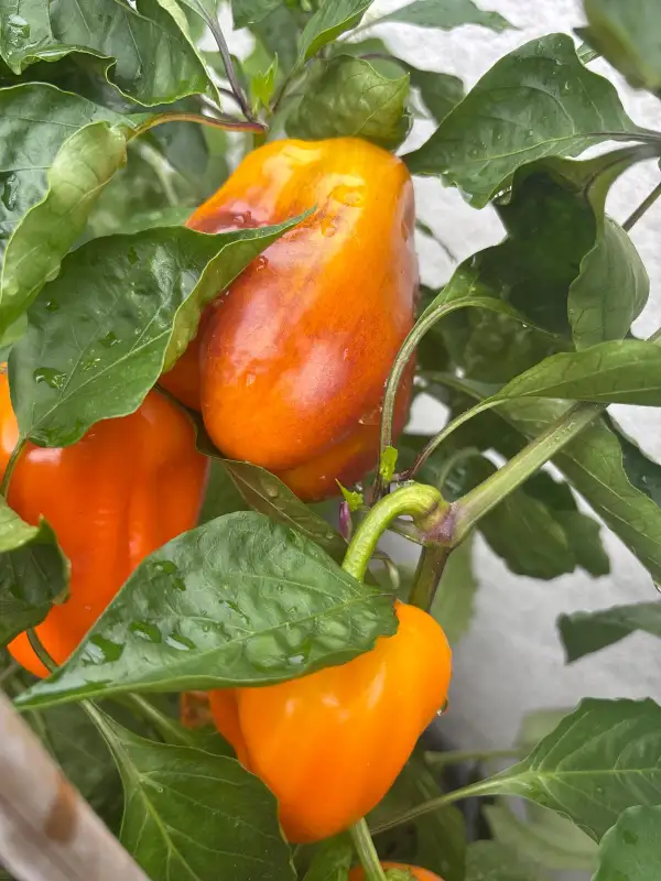 Paprika: Honey Caramel
