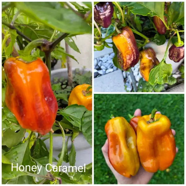 Chili / Paprika: Honey Caramel Paprika