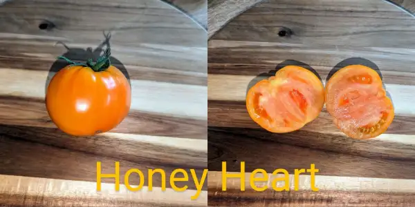 Tomaten: HONEY HEART