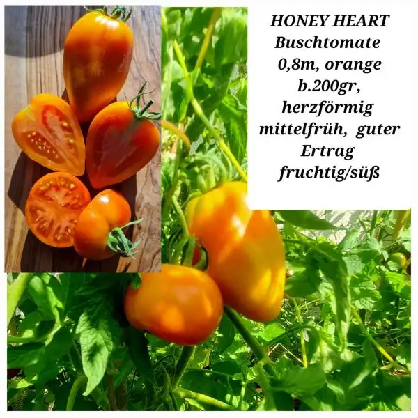 Tomaten: HONEY HEART