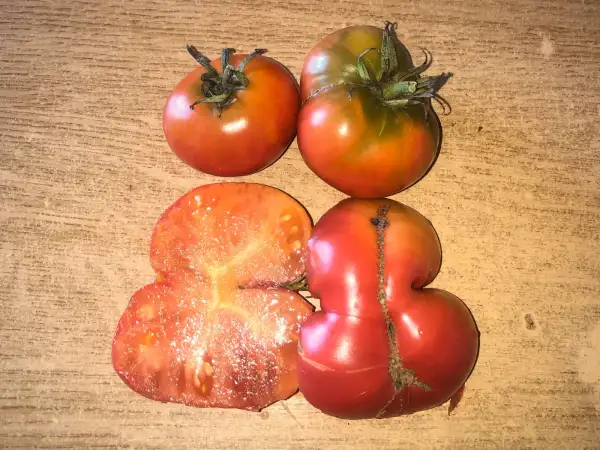 Tomaten: Honey (indeterminate strain)