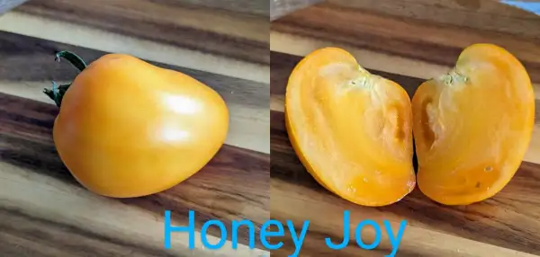 Tomaten: Honey Joy