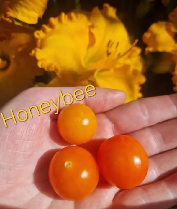 Tomaten: Honeybee