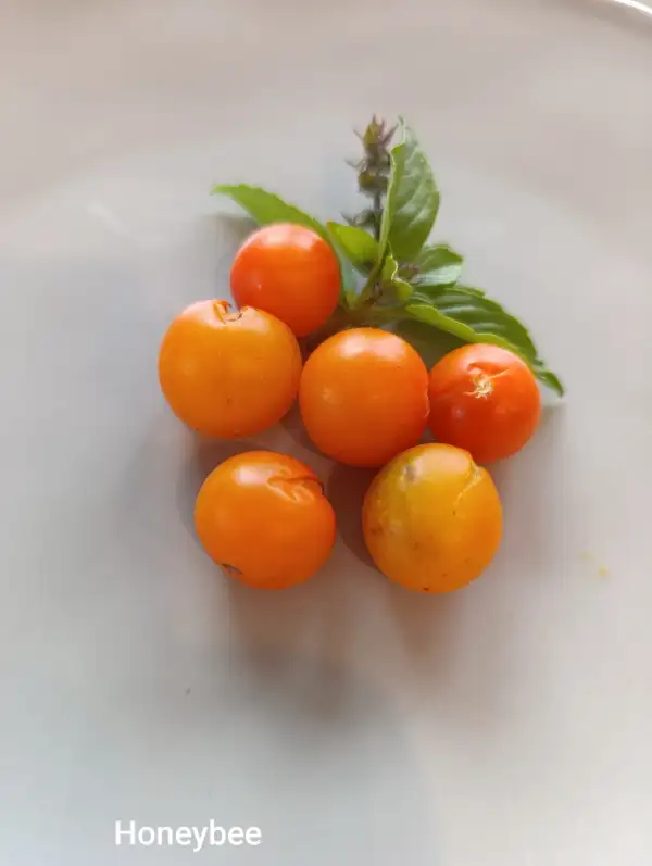 Tomaten: Honeybee