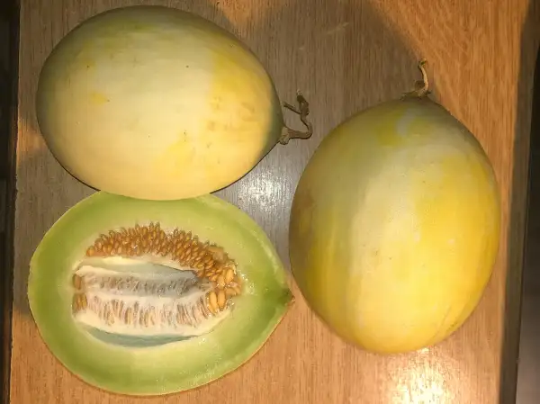 Melonen: Honeydew Sweet Delight – Green Flesh melone