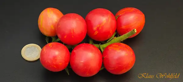 Tomaten: Hong Tsai Bao