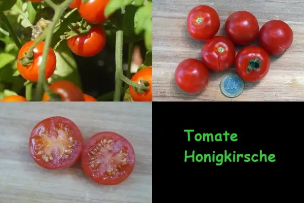 Tomaten: Honigkirsche