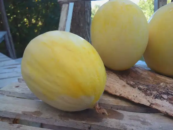 Melonen: Honigmelone DinoEi, sehr süße Melone aus Japan