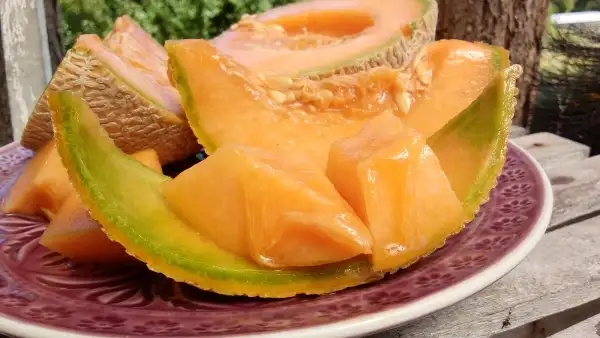 Melonen: Honigmelone Honey Rock, Ertragreiche und zartschmelzende Honigmelone