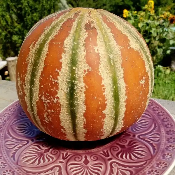 Melonen: Honigmelone Kajari aus Indien