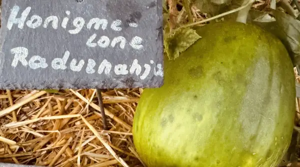 Obst: Honigmelone Raduzhnaja Торпеда