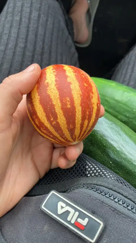 Melonen: Honigmelone Rich Sweetness.