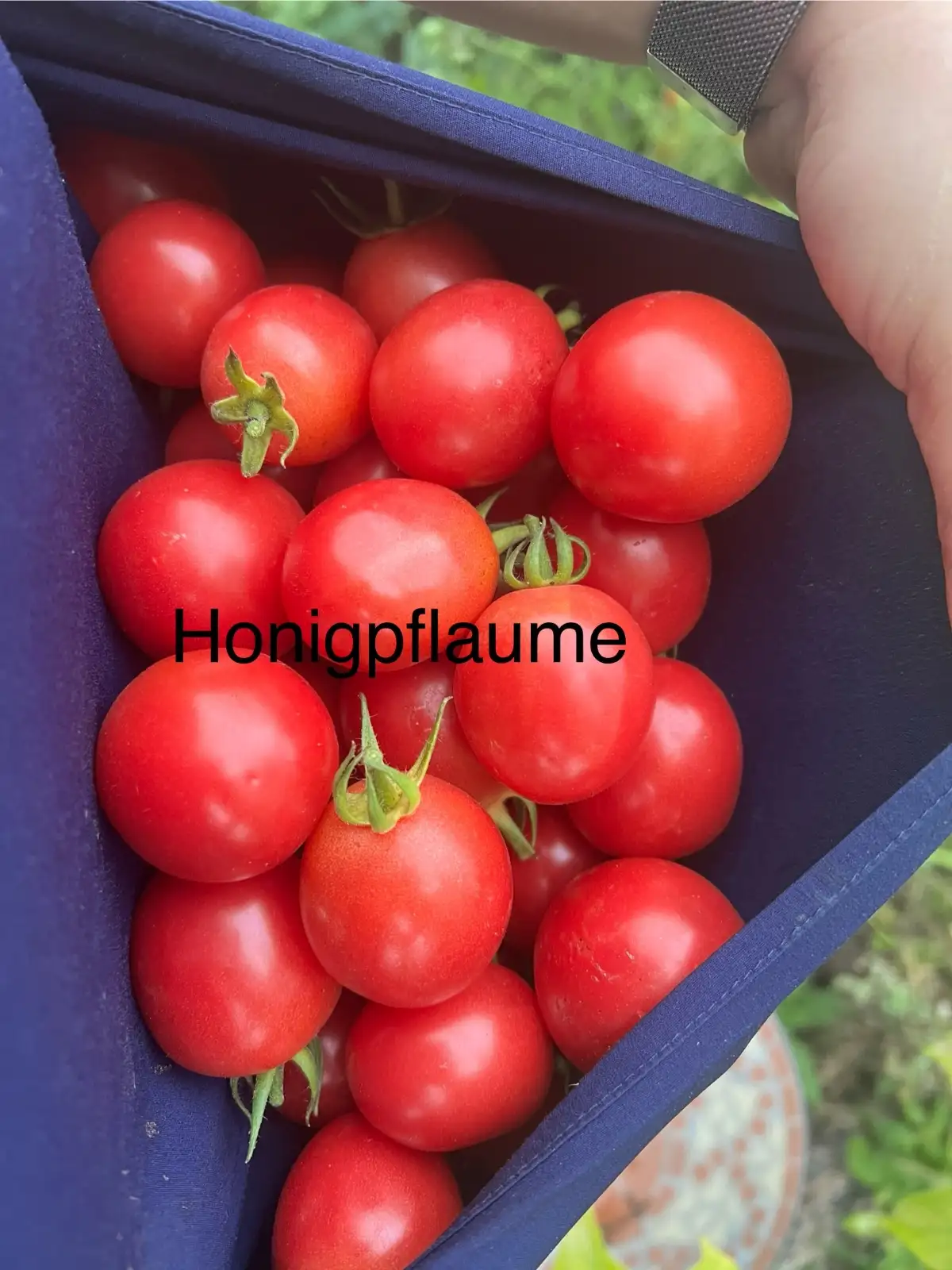 Tomaten: Honigpflaume