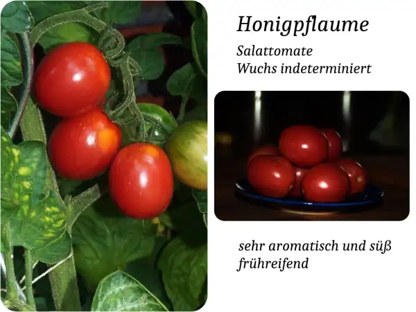 Tomaten: Honigpflaume