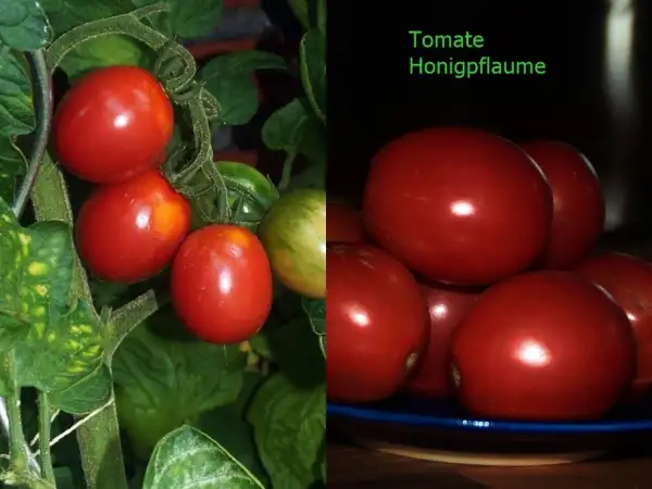 Tomaten: Honigpflaume