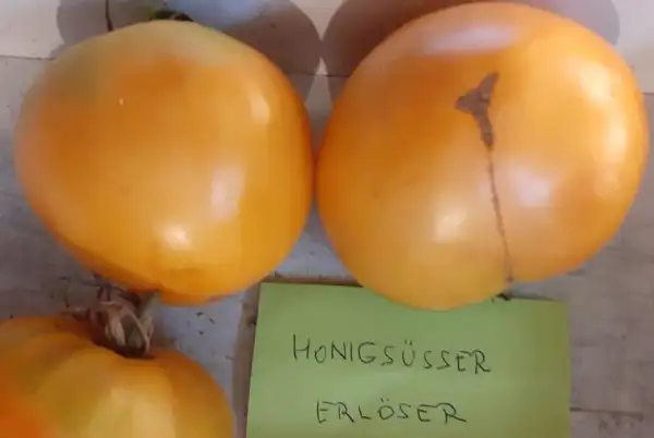 Tomaten: Honigsüßer Erlöser - Medovij Spas