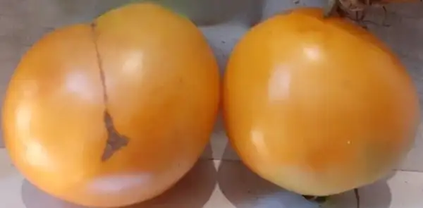 Tomaten: Honigsüßer Erlöser - Medovij Spas