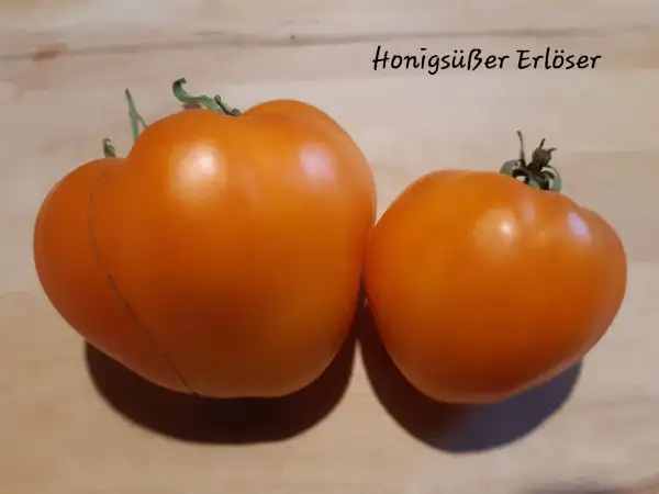 Tomaten: Honigsüßer Erlöser