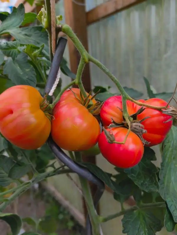 Tomaten: Honigsüßer Erlöser
