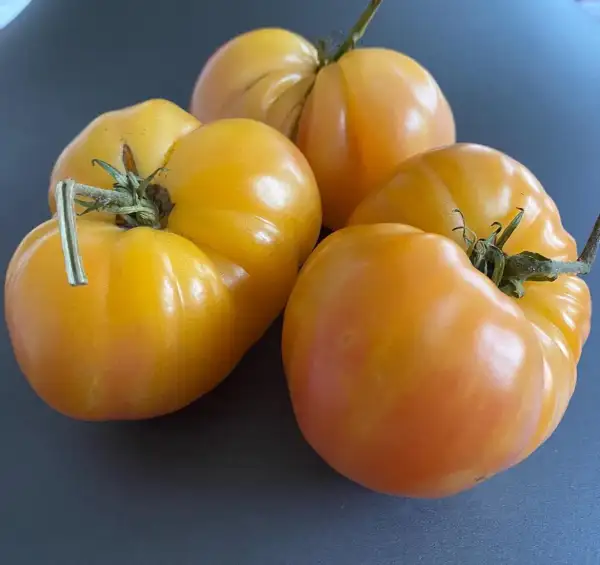 Tomaten: Honigsüßer Erlöser