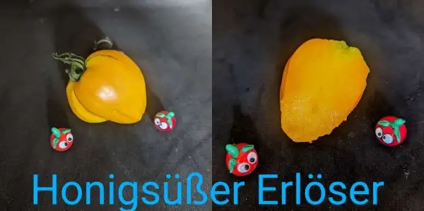 Tomaten: Honigsüßer Erlöser