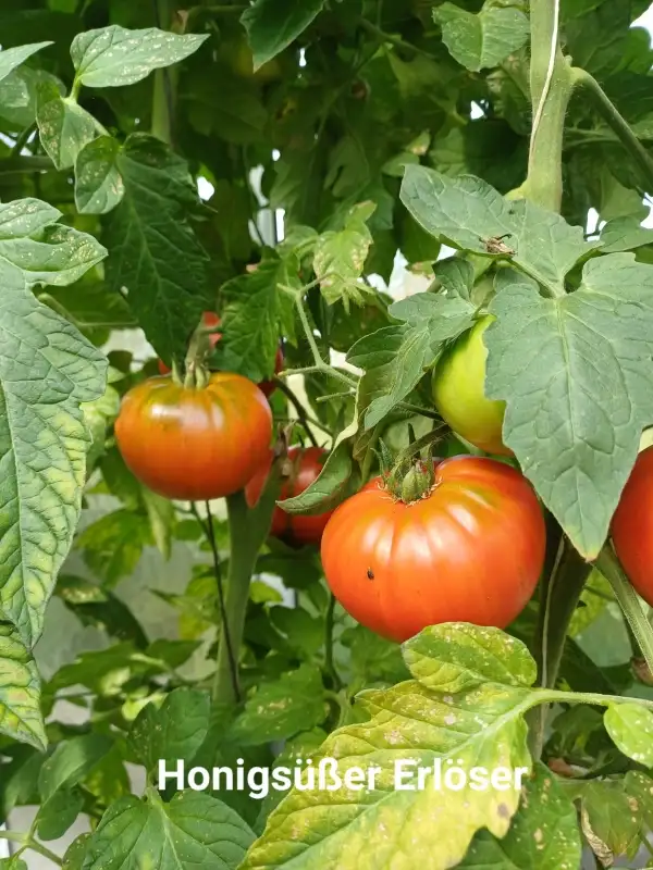 Tomaten: Honigsüßer Erlöser