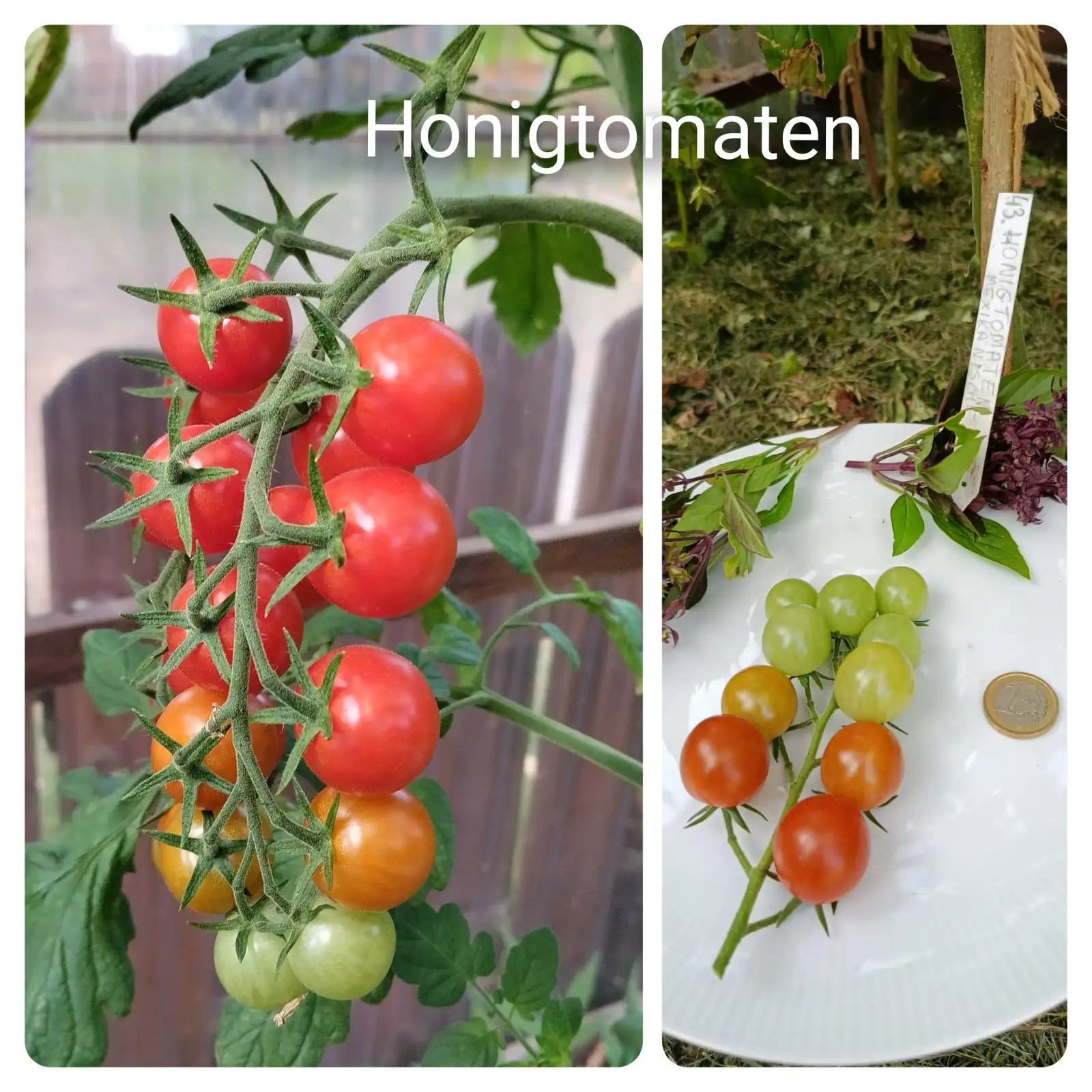 Tomaten: Honigtomaten