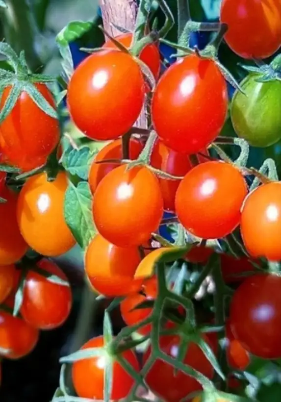 Tomaten: Honigtröpfchen