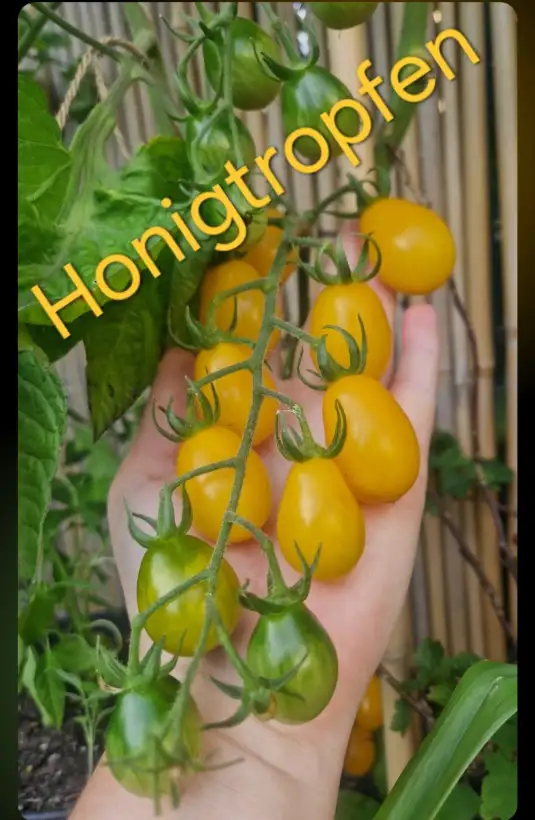 Tomaten: Honigtropfen