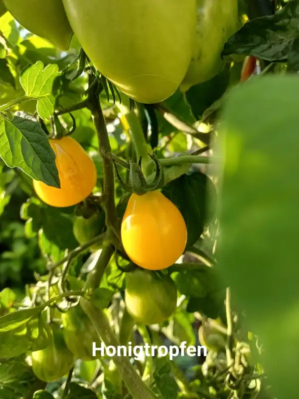 Tomaten: Honigtropfen