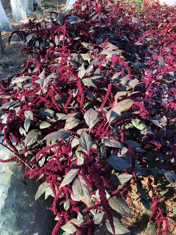 andere Gemüse: Hopi Red Dye (Amaranthus hypochondriacus)