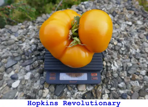 Tomaten: Hopkin’s Revolutionary