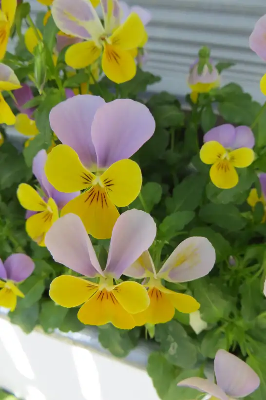 Blumen: Hornveilchen, flieder-gelb (mindestens 30 Stück)