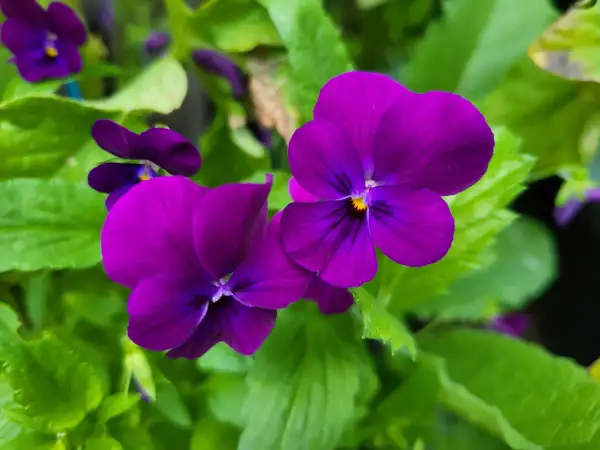 Blumen: Hornveilchen, viola cornuta, "Admiration"