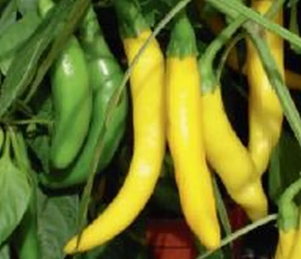 Chili / Paprika: Hot Lemon