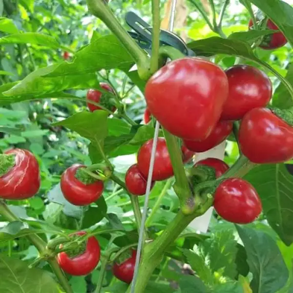 Chili: Hot Tomato