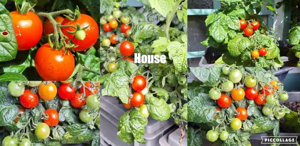 Tomaten: House - Zwergtomate