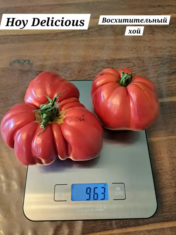 Tomaten: Hoy Delicious