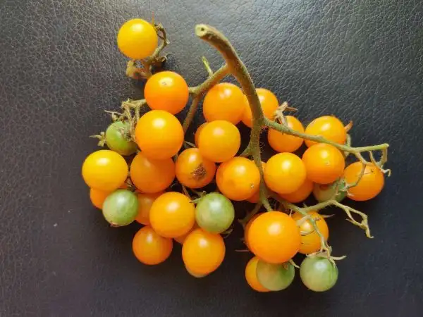 Tomaten: Hrosnowe