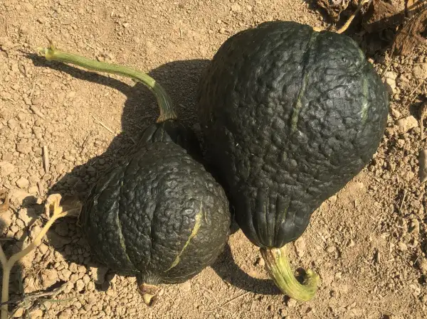 Kürbisse: Hubbard Chicago Warted