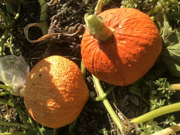 Kürbisse: Hubbard Essex Red