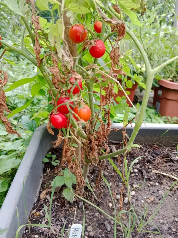 Tomaten: Hubert´s Beste